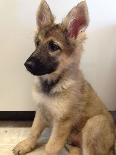 Things To Know About German Shepherd Puppies German Shepherd Puppies