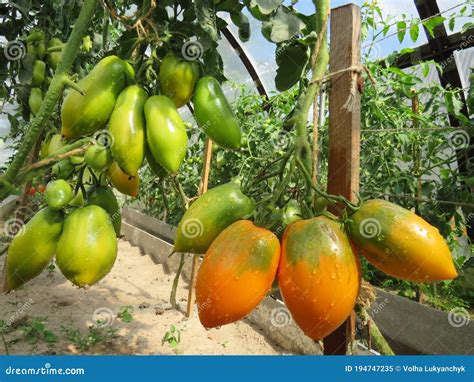 Orange Tomato Banana Singing On A Bush In A Greenhouse Stock Image