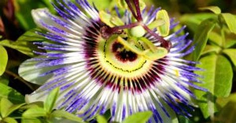 How To Care For Passion Flower Vines Ehow Uk
