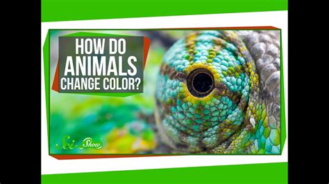 How Do Animals Change Color Youtube