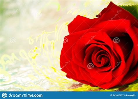 Red Rose For The Girlfriend Stock Image Image Of Bright Passion