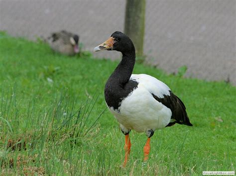 Types Of Geese Species Identify Goose Wildfowl Photography