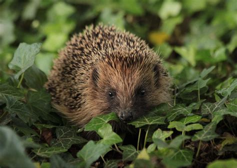 How You Can Help This Hedgehog Awareness Week Discover Animals