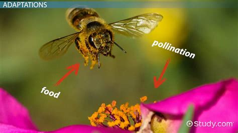 Insect Pollination Process List And Examples Lesson