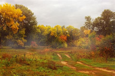 Autumn Gold Free Stock Photo Public Domain Pictures