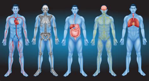 Anatomia Humana Sistemas Do Corpo Humano Material De Enfermagem My