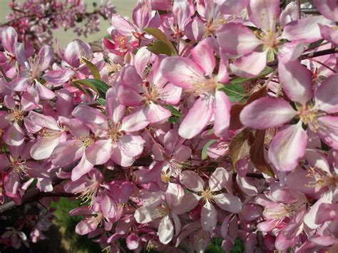 Pink Flowering Crab | Flowering crabapple tree, Spring flowering trees, Flowering crabapple