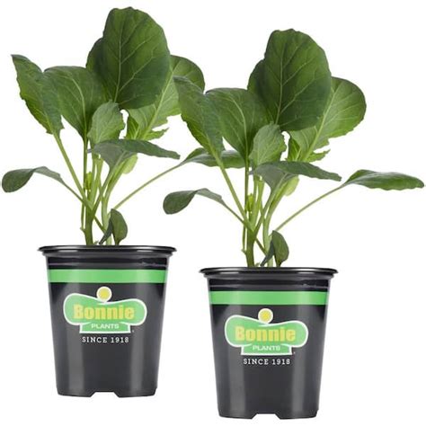 Bonnie Plants 19 Oz Lieutenant Broccoli Plant 2 Pack 201998 The