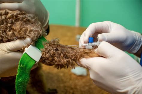 The Process Of Introducing An Animal Into Anesthesia Stock Image