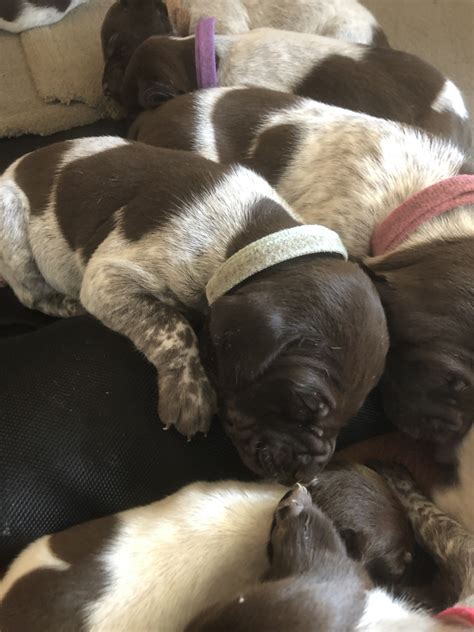 California is truly a state full of dog lovers, and the weather in spring, fall and winter is ideal for getting active outdoors with your canine chum. German Shorthaired Pointer Puppies For Sale | Jurupa Valley, CA #292695