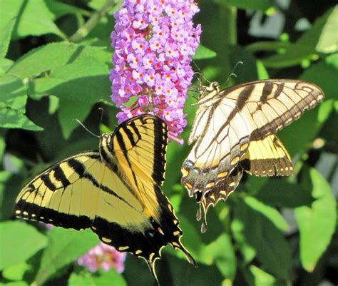 Butterfly Bushes Plant Care And Collection Of Varieties