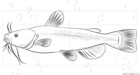 If you want to draw tilapia, follow our tutorial step by step for the perfect picture. How to draw a catfish | Step by step Drawing tutorials