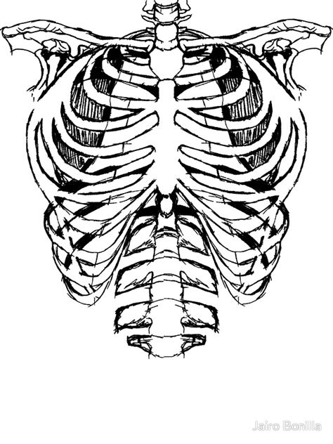 Skeleton Ribs Drawing At Getdrawings Free Download