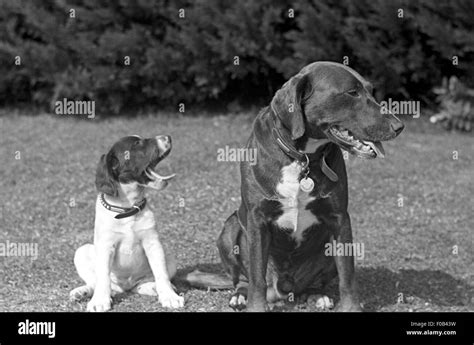 Dog In Heat Black And White Stock Photos And Images Alamy