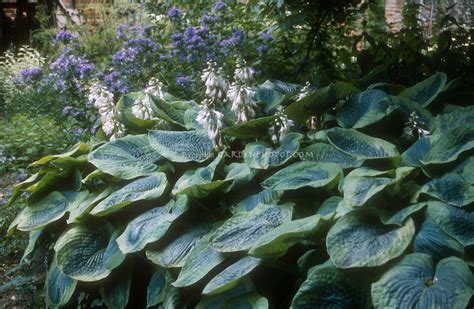 Hosta Frances Williams In Bloom Plant And Flower Stock Photography