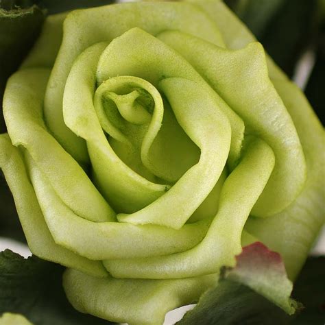 Key Lime Green Artificial Rose Bundle Bushes And Bouquets Floral