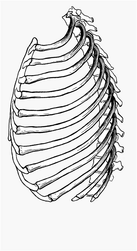 Transparent Rib Cage Png Line Art Free Transparent Clipart ClipartKey
