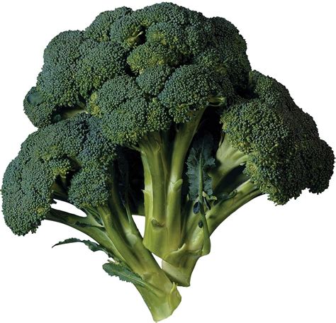 Broccoli Description Nutrition And Facts Britannica