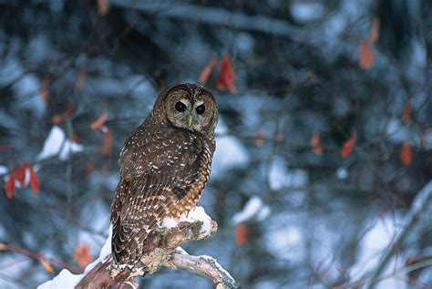 Canada's last breeding pair of endangered spotted owls found in valley ...
