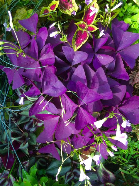 Oxalis Triangularis In The Garden In A Shady Spot Lovely Colour And