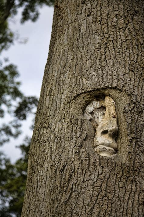 Tree Person Ecopet