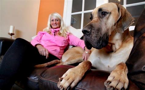 No One Had Ever Crossed Paths With Great Dane Who Shared The