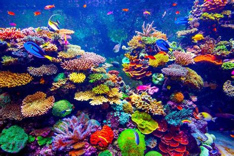 Top 10 Reasons To Have A Saltwater Aquarium Utoptens