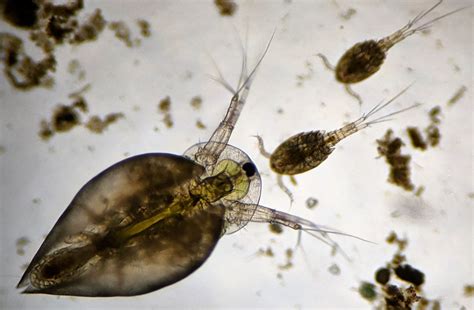 Microorganisms In Pond Water Under Microscope