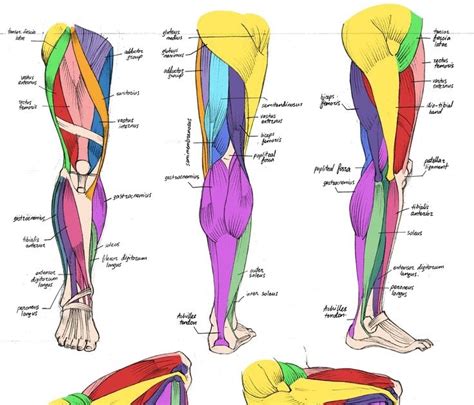 Female Human Muscles Diagram Muscle Anatomy Chart Anterior