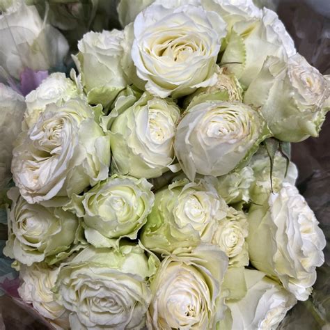 Blanche Garden Spray Roses Florabundance Wholesale Flowers