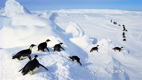 Flocks Of Penguins 2013 Bing Widescreen Wallpaper Preview