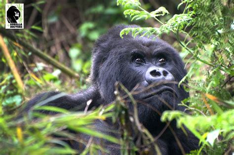 44 Year Old Guhonda The Largest And Oldest Silverback In Volcanoes