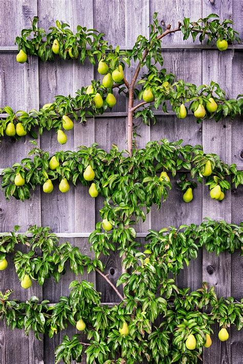 Espalier Dwarf Fruit Trees Planning Your Homestead Orchard Benefits