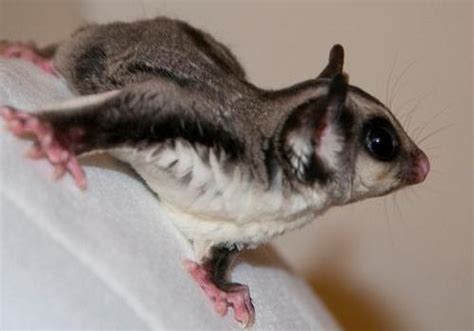 Colo colo opossum also known as a monito del monte a (spanish for little monkey of the mount) or colocolo opossum, dromiciops gliroides, also called chumaihuén in mapudungun, is a diminutive marsupial native only to southwestern south america (argentina and chile). Kumpulan Haiwan Marsupial |MyRokan