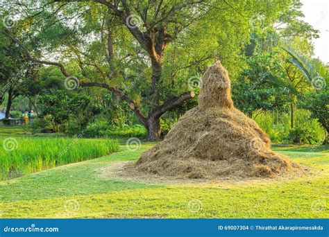 Dried Straw Styledried Straw As An Agriculture Farm Stock Photo