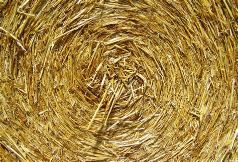 Free Images Branch Plant Crop Agriculture Twig Straw Bale Works
