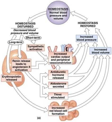 Endocrine Regulation Of Blood Pressure And Volume Comparative Endocrinology