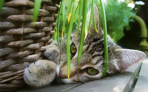 Many common household plants are toxic to cats if ingested. Plants Safe for Cats - 7 Plants That Are Safe to Have ...
