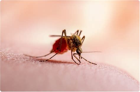 Researchers Discover Mosquitoes Resistant To Insecticides In Jigawa