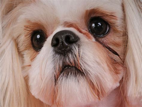 Check spelling or type a new query. My Shih Tzu Has Eye Problems - Syndromes And Infection ...