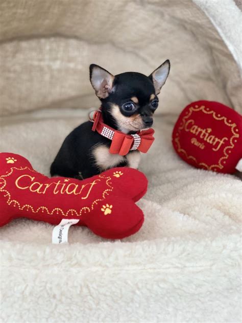 27 Full Grown Apple Head Chihuahua Black Photo Codepromos