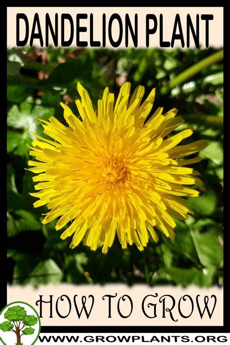 Dandelion How To Grow And Care