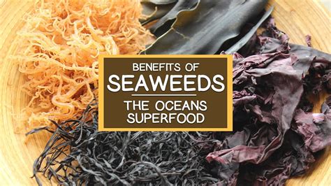 The Nutritional Benefits Of Seaweed The Oceans Superfood Youtube