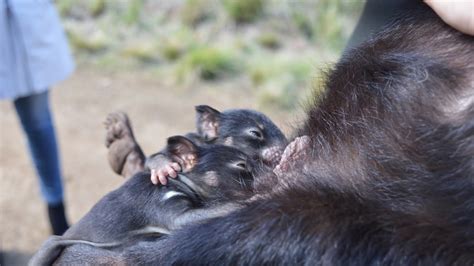Tasmanian Devil Breeding Success Tempered By Tumours Found In Relocated