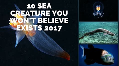 10 Sea Creature You Wont Believe Exists Dangerous Sea Creatures You