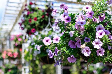 5 Reasons Southerners Love Wave Petunias