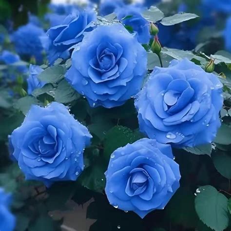 Blue Enchantress Roses Rare