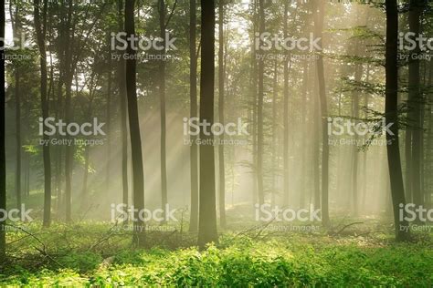 Beech Tree Forest With Sunbeams Through Morning Mist Tree Forest