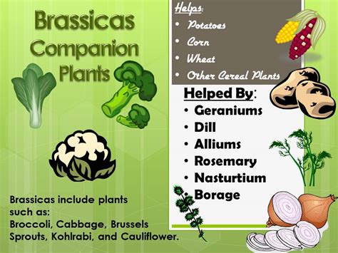 Gardening With Red Hill Companion Guide For Brassicas