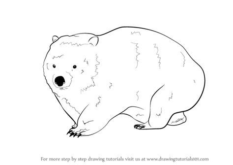 How To Draw A Wombat Wild Animals Step By Step